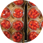 Rows of packaged tomatoes in plastic containers