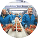 Female workers with safety clothes processing strawberries in the food processing plant